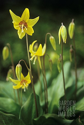 ERYTHRONIUM_DENSCANIS_DOGS_TOOTH_VIOLET