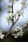 PRUNUS CERASIFERA, CHERRY PLUM