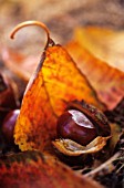 AESCULUS HIPPOCASTANUM, HORSE CHESTNUT, CONKER