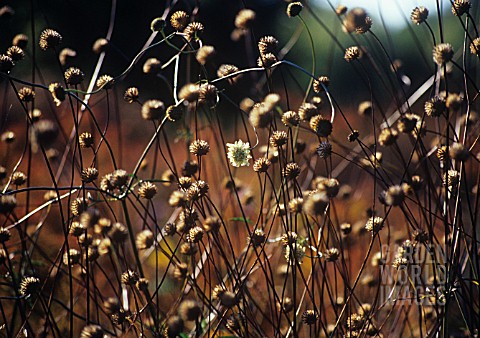 SCABIOSA_OCHROLEUCA_SCABIOUS