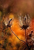 ERYNGIUM ALPINUM, SEA HOLLY