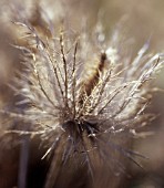 ERYNGIUM ALPINUM, SEA HOLLY