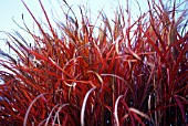 MISCANTHUS, MISCANTHUS, CHINESE SILVER GRASS