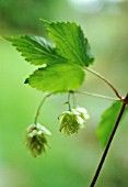 HUMULUS LUPULUS, HOP