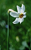 NARCISSUS POETICUS, NARCISSUS