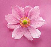 ANEMONE JAPONICA, (JAPANESE ANEMONE)