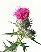 CIRSIUM VULGARE, THISTLE - SPEAR THISTLE, SCOTCH THISTLE, BULL THISTLE