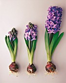 HYACINTHUS, HYACINTH