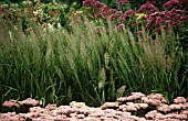 CALAMAGROSTIS BRACHYTRICA, STIPA BRACHYTRICA, KOREAN FEATHER REED GRASS