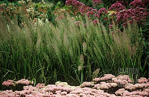 CALAMAGROSTIS_BRACHYTRICA_STIPA_BRACHYTRICA_KOREAN_FEATHER_REED_GRASS