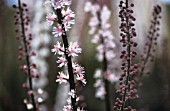 CIMICIFUGA SIMPLEX BRUNETTE, COHOSH, BUGBANE