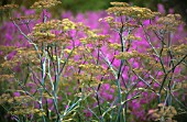 FOENICULUM VULGARE, FENNEL