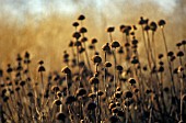 PHLOMIS RUSSELIANA, PHLOMIS