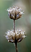 PHLOMIS TUBEROSA, PHLOMIS