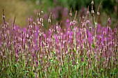 PERSICARIA AMPLEXICAULIS ‘ROSEA’, BISTORT