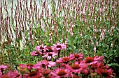 ECHINACEA, ECHINACEA, PURPLE CONEFLOWER