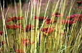 ECHINACEA, ECHINACEA, PURPLE CONEFLOWER