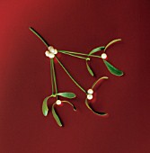 VISCUM ALBUM, MISTLETOE