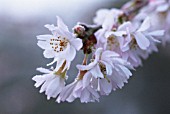 PRUNUS SUBHIRTELLA AUTUMNALIS’, CHERRY - AUTUMN FLOWERING CHERRY