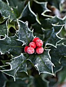 ILEX AQUIFOLIUM, HOLLY