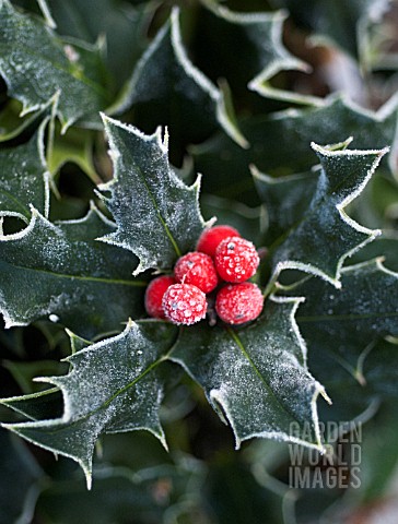 ILEX_AQUIFOLIUM_HOLLY