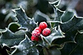 ILEX AQUIFOLIUM, HOLLY