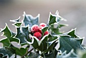 ILEX AQUIFOLIUM, HOLLY