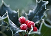 ILEX AQUIFOLIUM, HOLLY