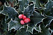 ILEX AQUIFOLIUM, HOLLY