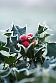 ILEX AQUIFOLIUM, HOLLY