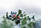 ILEX AQUIFOLIUM, HOLLY