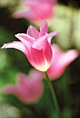 TULIPA, TULIP