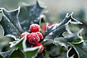 ILEX AQUIFOLIUM, HOLLY