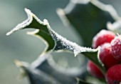 ILEX AQUIFOLIUM, HOLLY