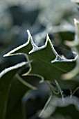 ILEX AQUIFOLIUM, HOLLY