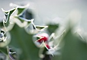 ILEX AQUIFOLIUM, HOLLY