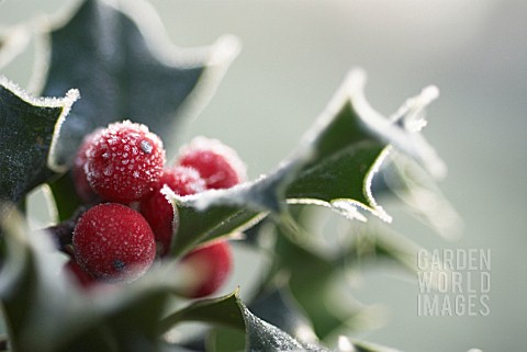 ILEX_AQUIFOLIUM_HOLLY