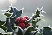 ILEX AQUIFOLIUM, HOLLY