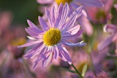 CHRYSANTHEMUM ‘COTTAGE PINK’, CHRYSANTHEMUM