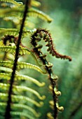 DRYOPTERIS WALLICHIANA, FERN - WALLICH’S WOOD FERN