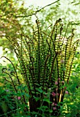 DRYOPTERIS WALLICHIANA, FERN - WALLICH’S WOOD FERN