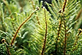 FERN FRONDS UNDERSIDE