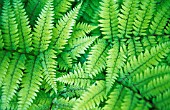 GREEN FERN FOLIAGE