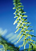 TALL FERN FROND