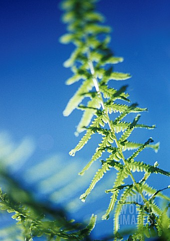 TALL_FERN_FROND