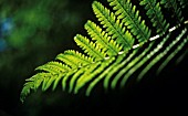 FERN FROND CLOSE UP