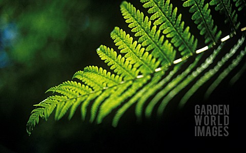 FERN_FROND_CLOSE_UP