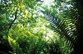 DRYOPTERIS, FERN - MALE FERN