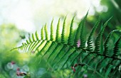 ATHYRIUM - VARIEY NOT IDENTIFIED, FERN - LADY FERN