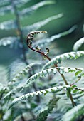 ATHYRIUM NIPONICUM ‘PICTUM’, FERN - JAPANESE PAINTED FERN